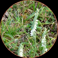 Autumn lady's tresses